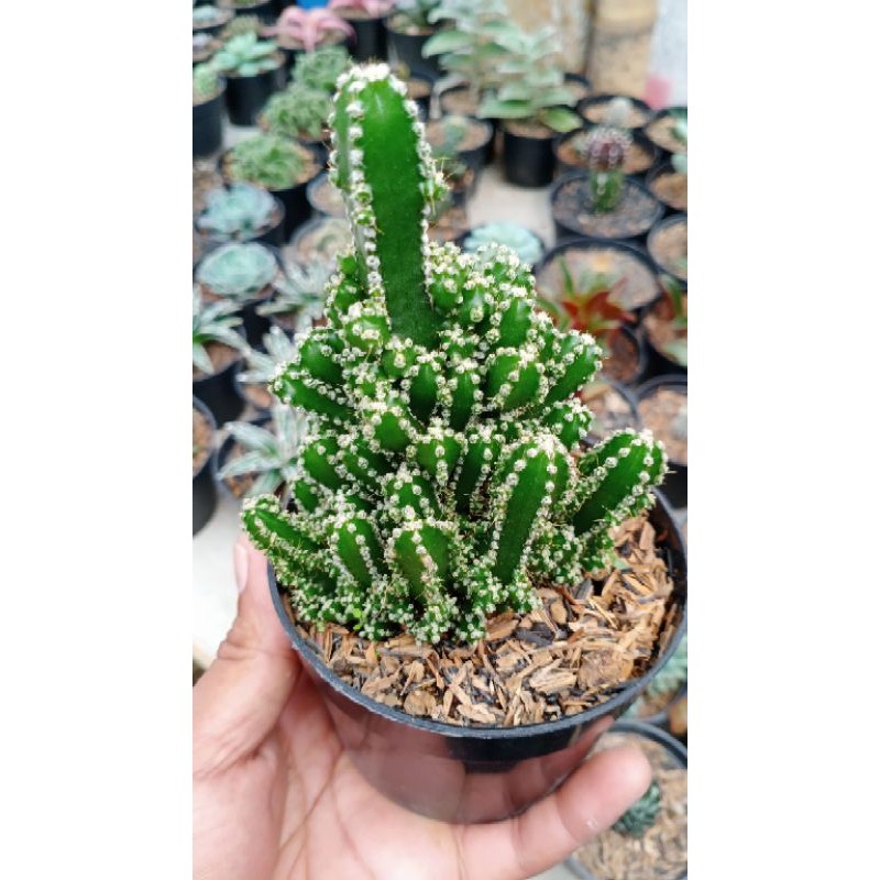 kaktus/SKULEN kaktus candi