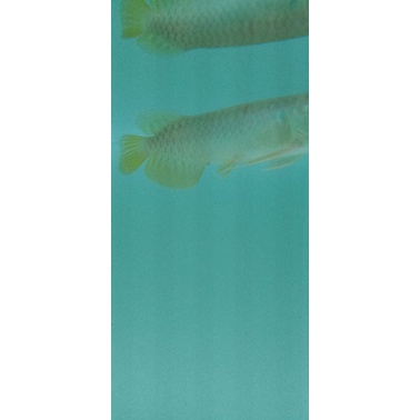 Arowana Golden Red