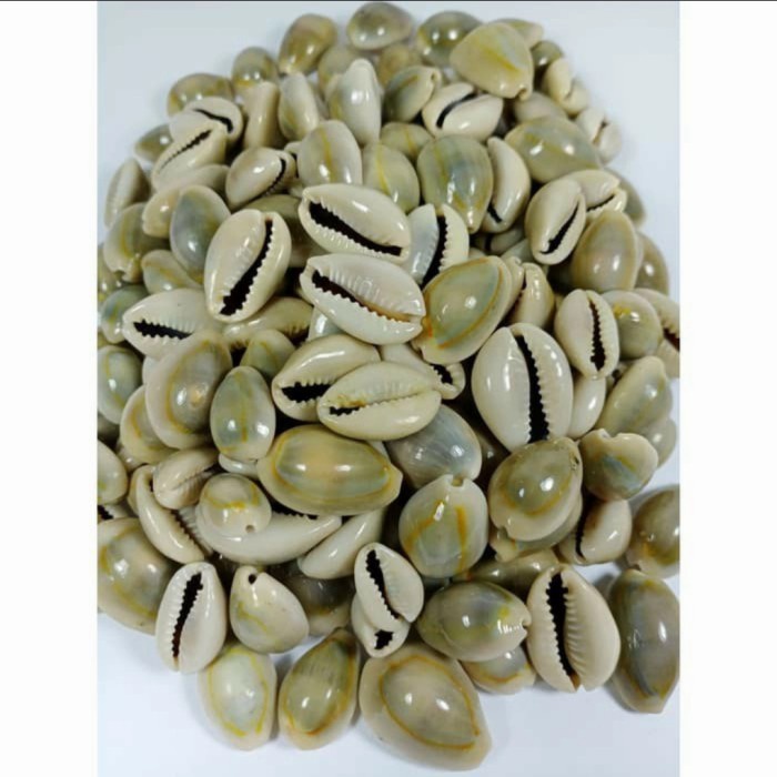 Kewuk Gajih Kerang Kewuk Congklak Murah(100 gram)