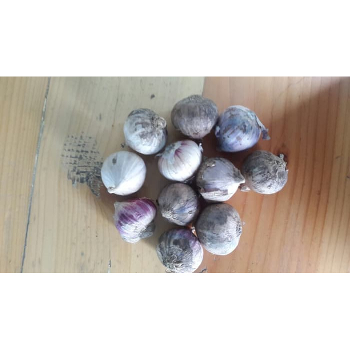 

Bawang Putih Tunggal Super