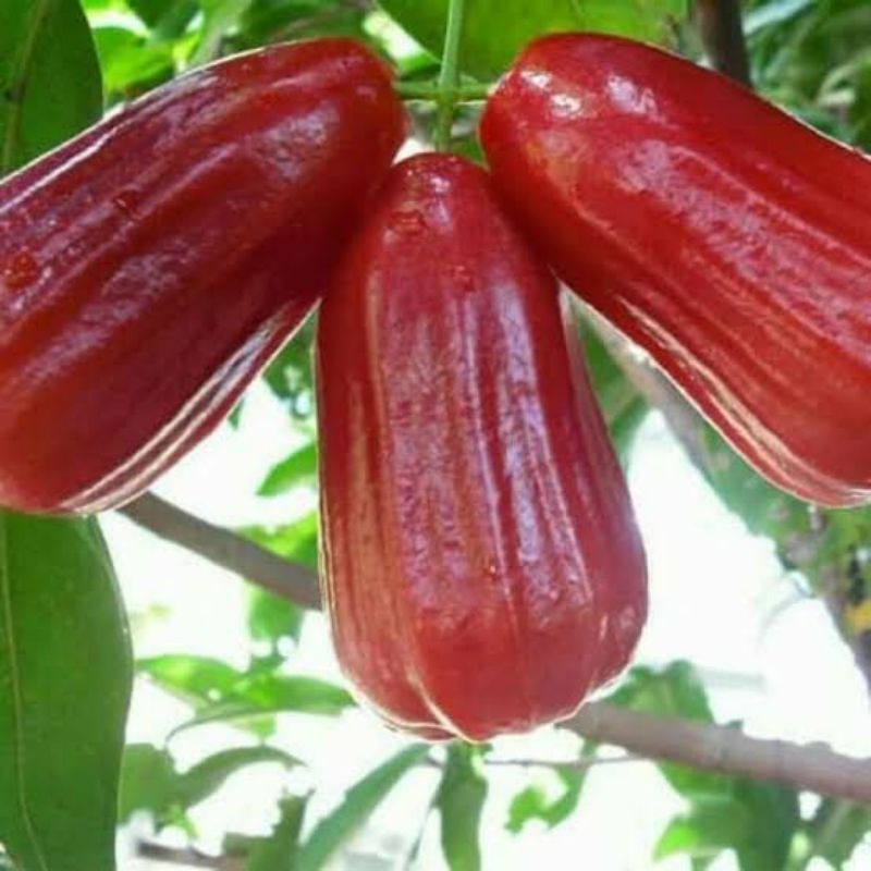 Bibit Jambu Deli Madu Merah