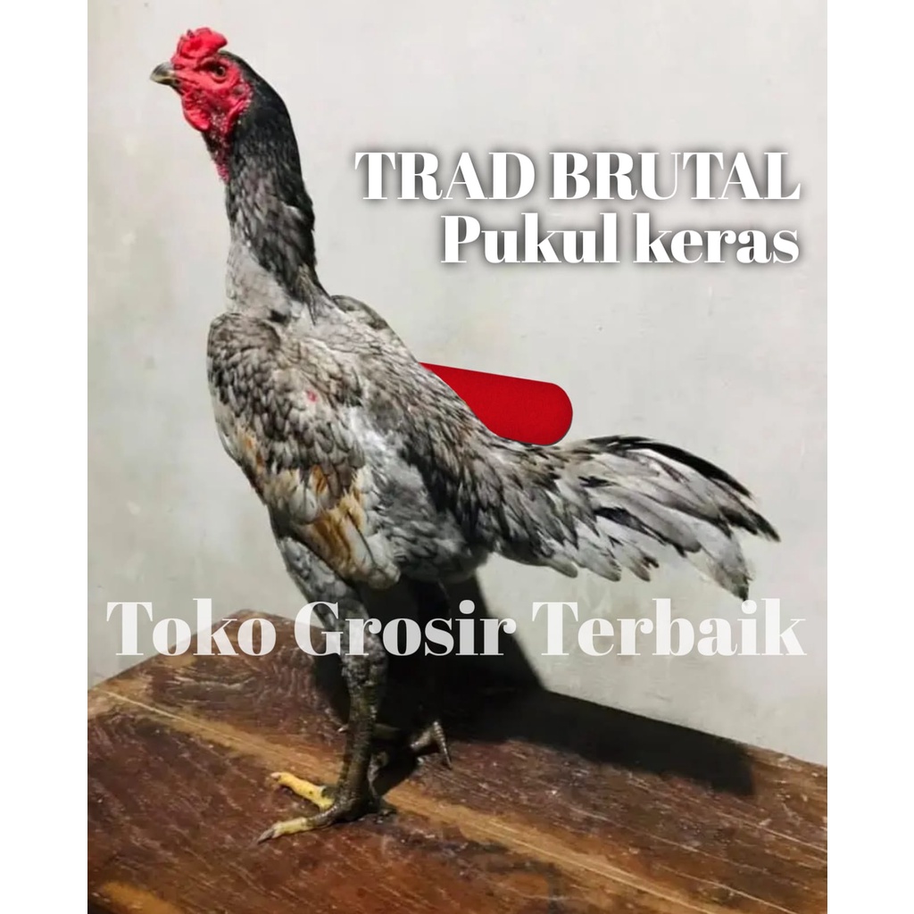 ayam bangkok pakhoy brutal pukul keras perusak telur tetas perbutir siap kirim