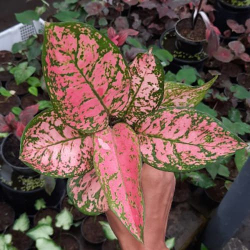 Tanaman Hias Aglonema Lady Valentine / Pohon Hias Aglonema Lady Valentine / Aglonema