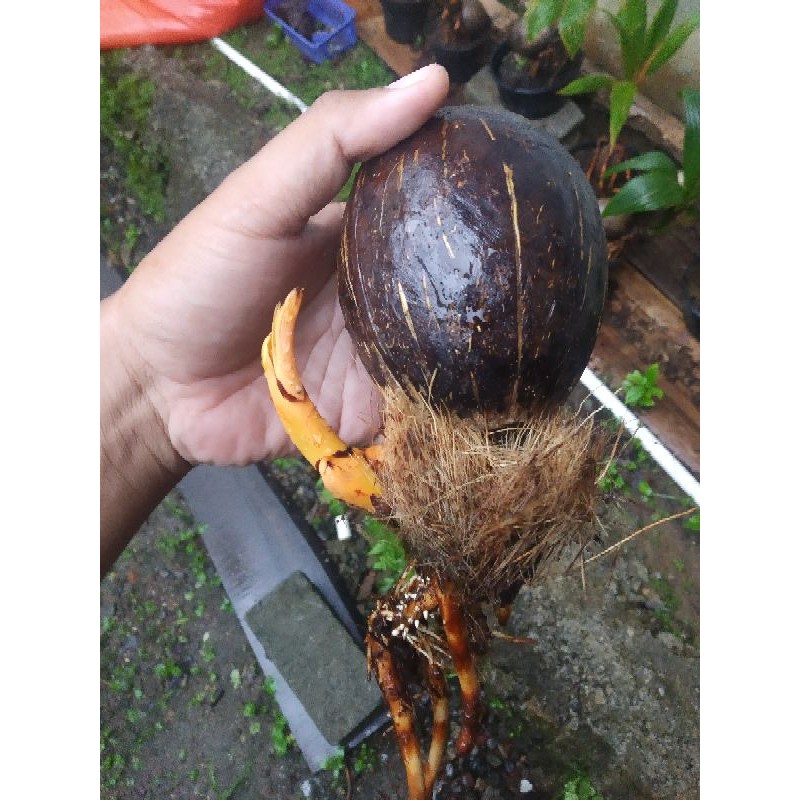 Bonsai kelapa posisi nungging