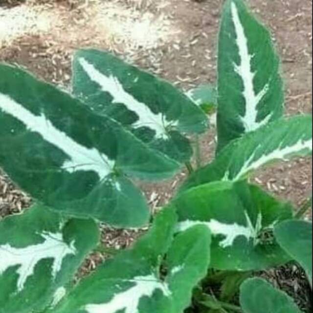 Tanaman hias syngonium-tanaman keladi