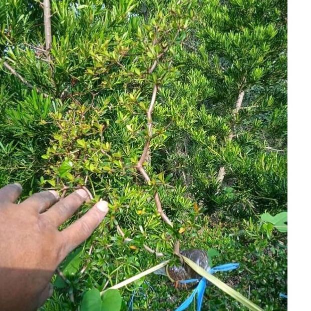 bibit bonsai bucida spinosa / bahan bonsai bucida spinosa / black olive / geometri –PJO.10Ma22ᴬ