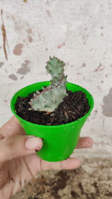 Pot Mini Warna Warni 8 Cm Garden Of Love