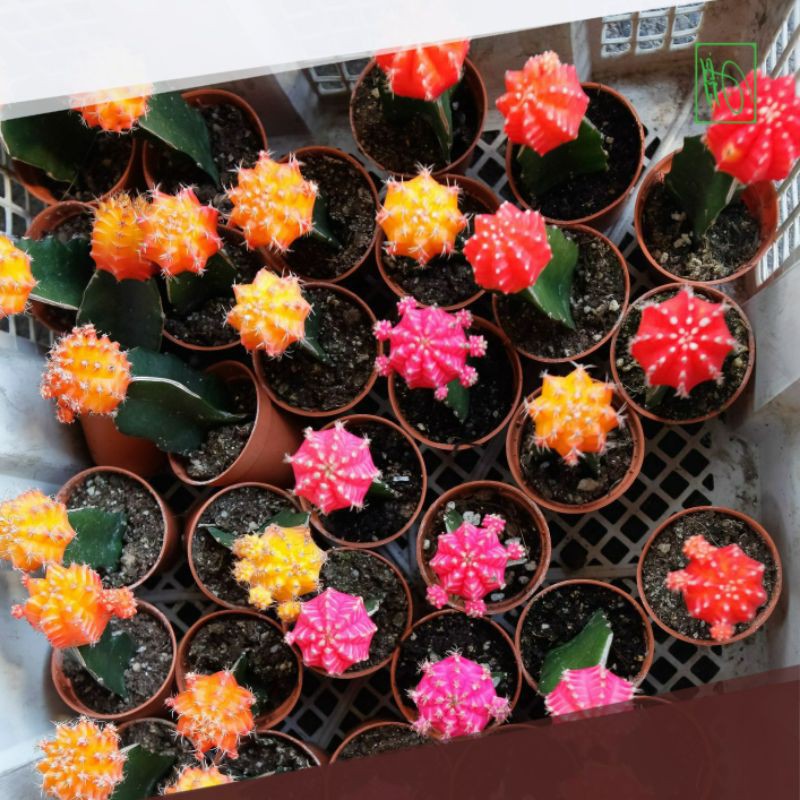 Tanaman Kaktus Gymno Red