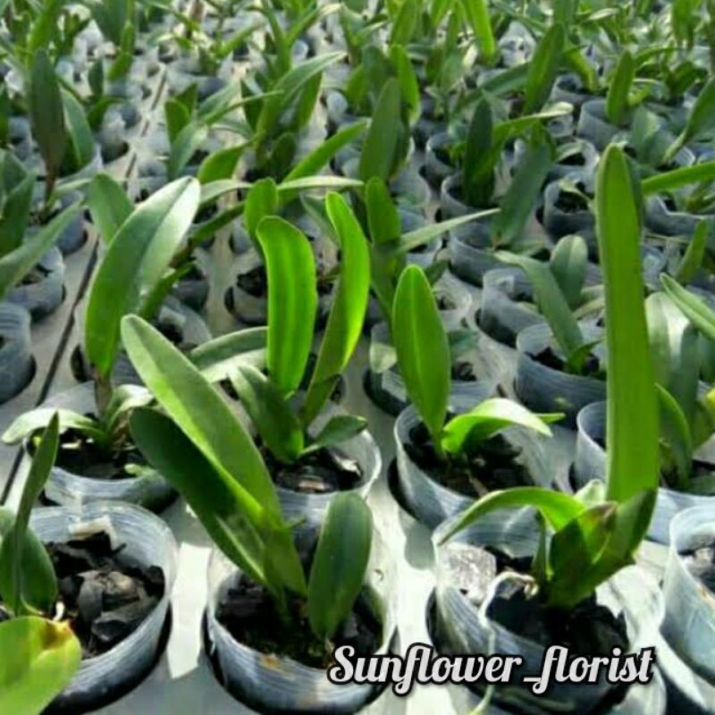 Anggrek Cattleya Remaja Hybrid Bunga Besar