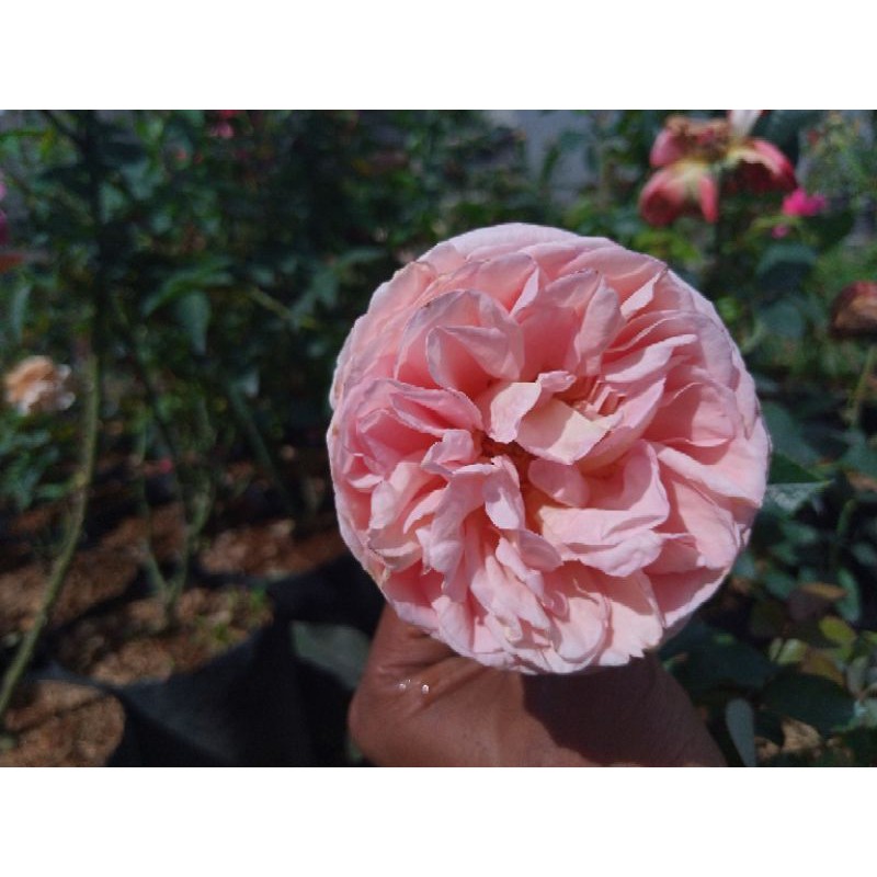 mawar import wangi "Abraham Darby"
