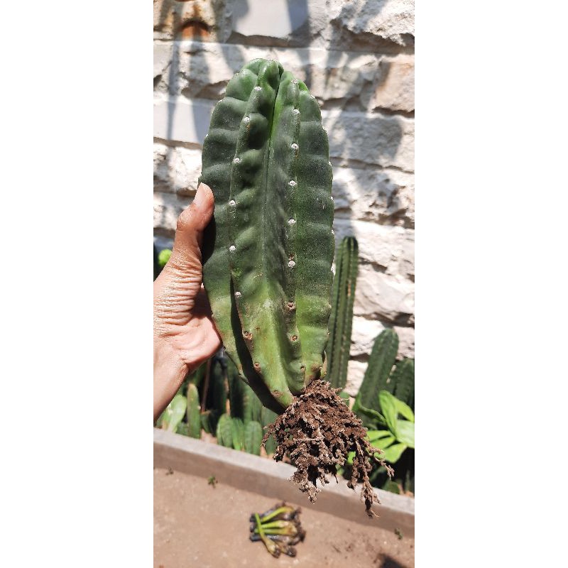 Kaktus koboi sdh berakar <30cm