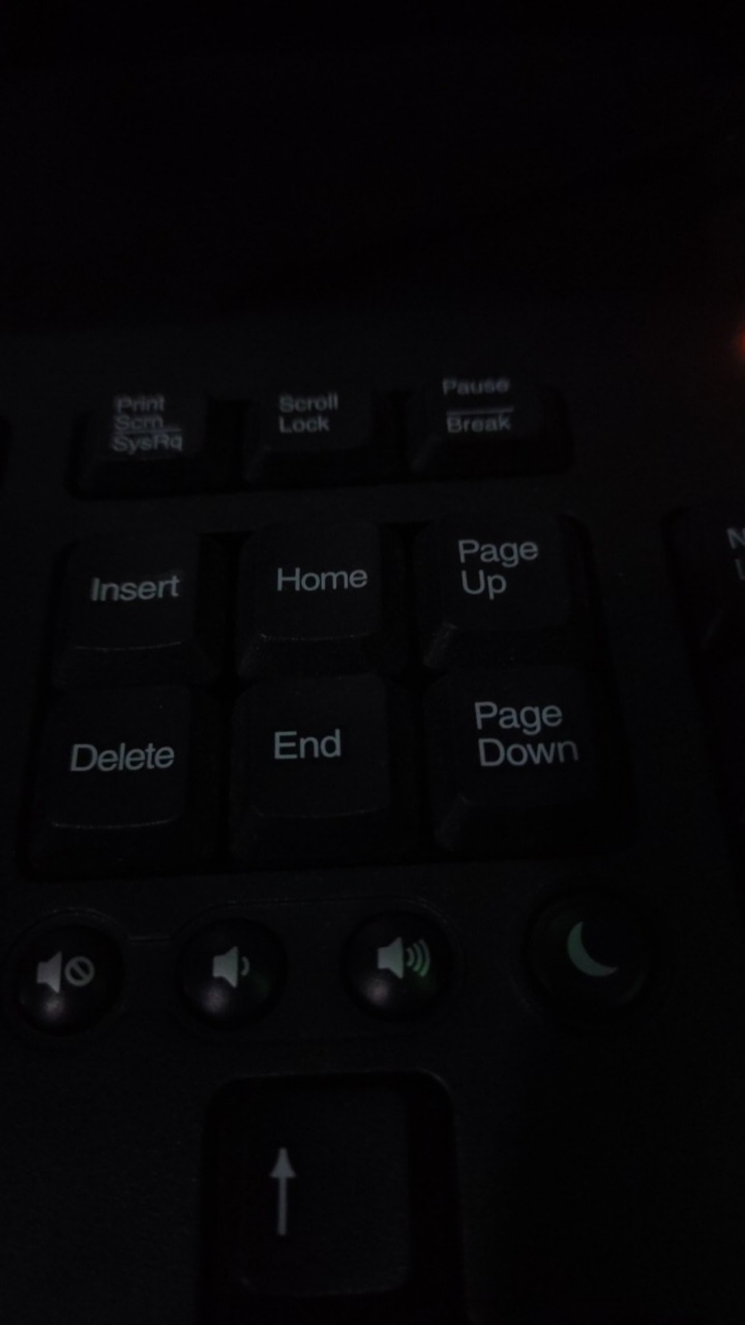 Aglonema Lady Valentine