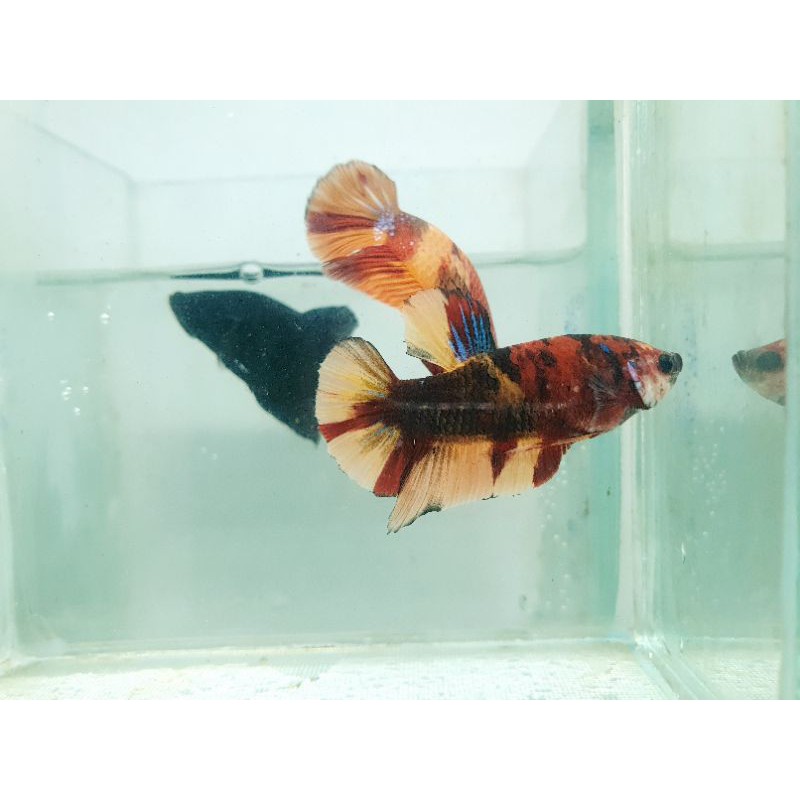 

cupang multi colour