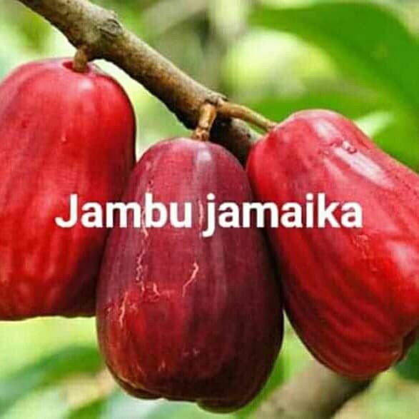 JAMBU JAMAIKA JUMBO