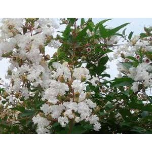 100benih biji bunga bungur putih