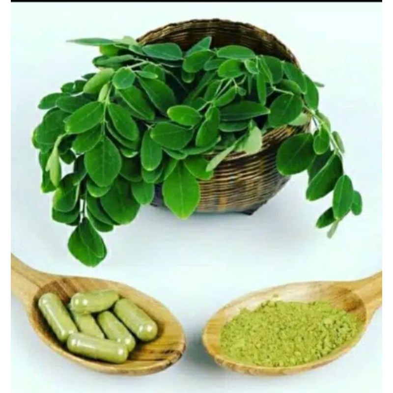 DAUN KELOR / MORINGA OLEIFERA 100% ALAMI ORGANIK