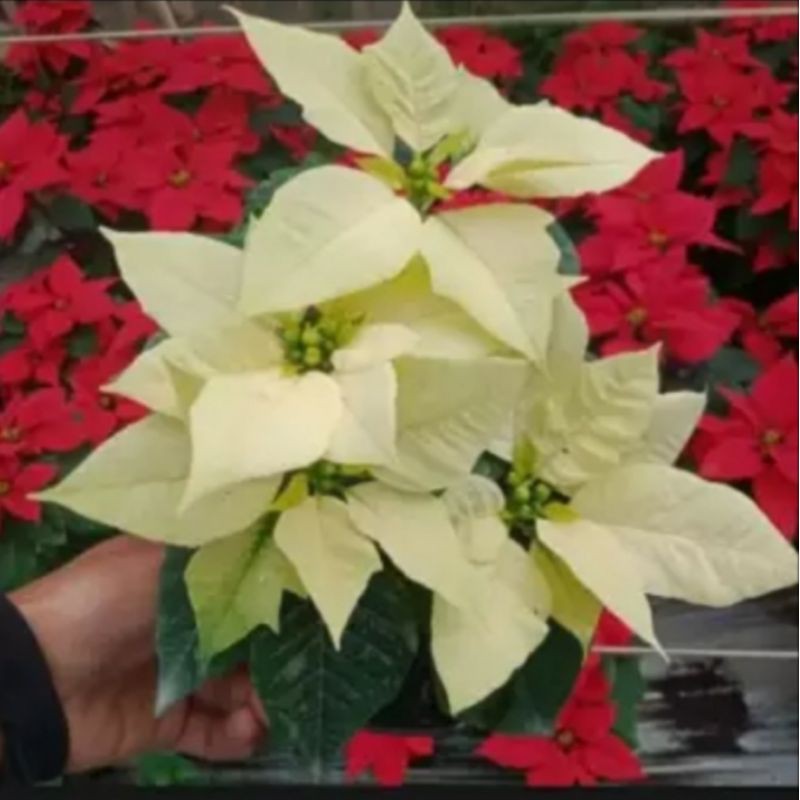 tanaman hias kastuba putih