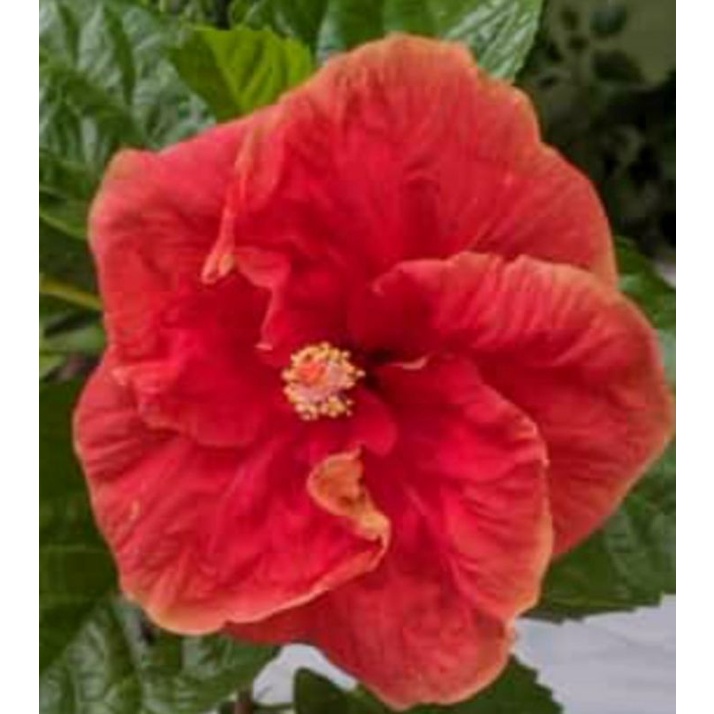 tanaman hias bibit bunga sepatu hibiscus bangkok