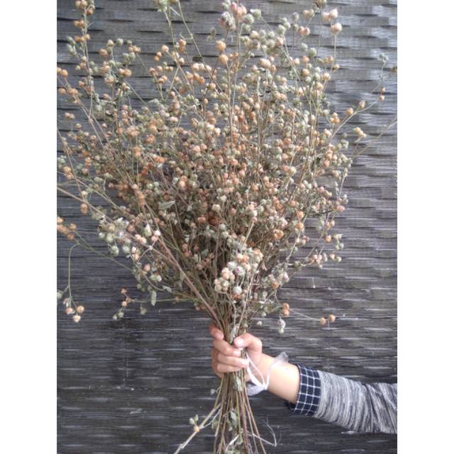 Dried Ageratum (per tangkai)