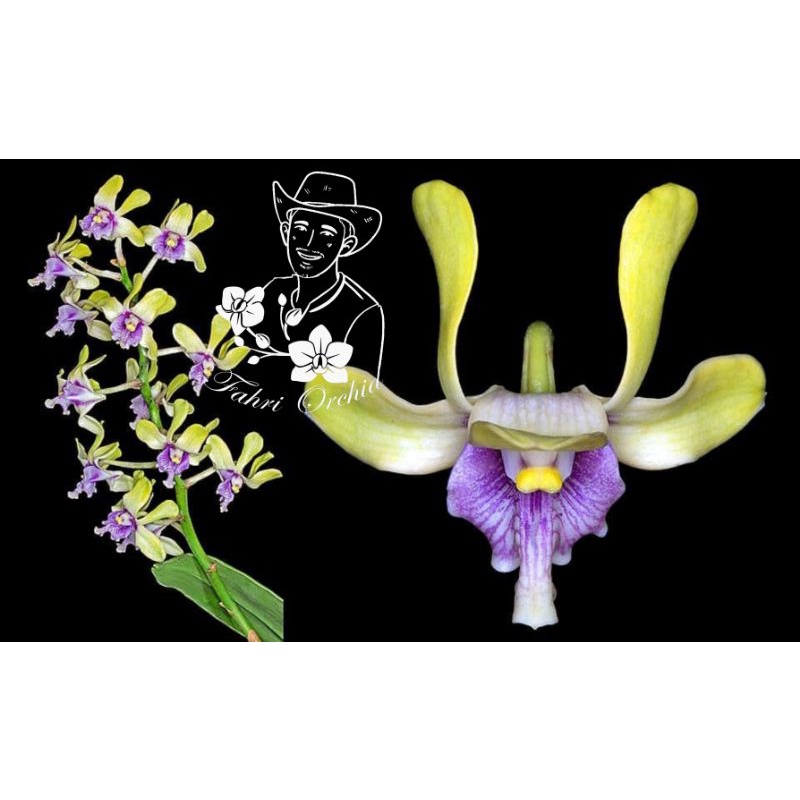 FahriOrchid - Anggrek besi, Anggrek langka dari Papua, Remaja ekonomis