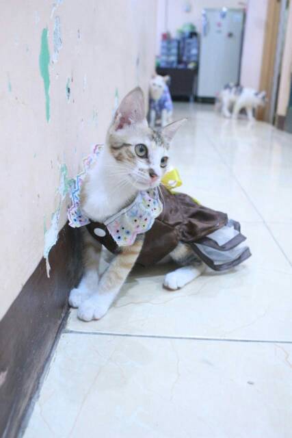 Dress satin coklat lucu untuk kucing dan anjing size S M L XL