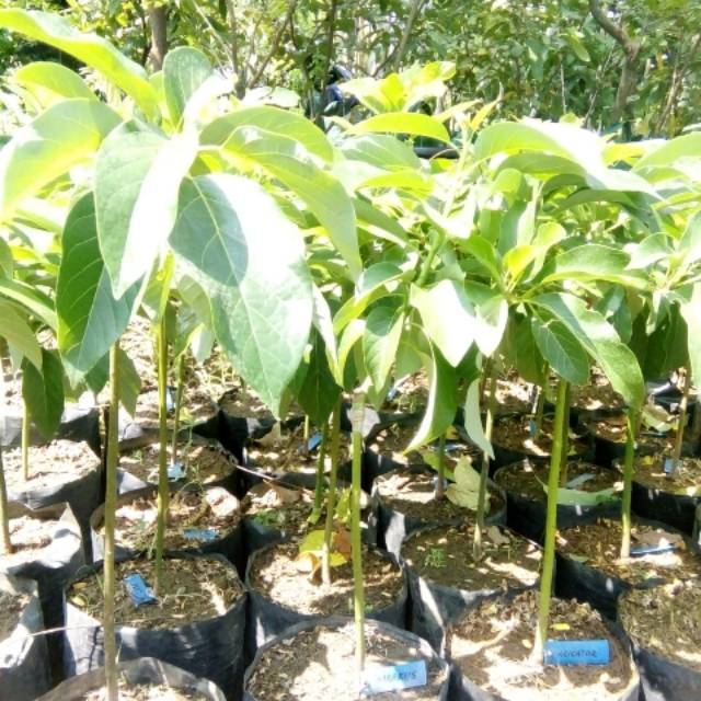 bibit tanaman buah apokat aligator