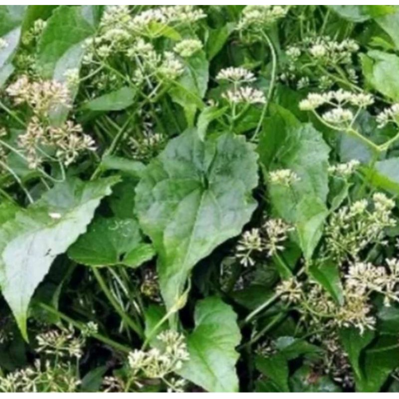 

Daun sembung rambat fres 500gram