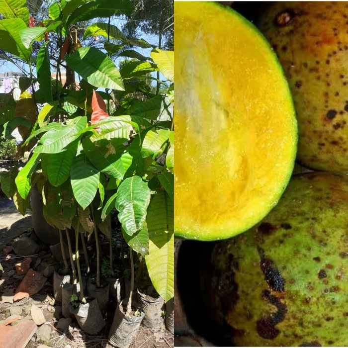 READY BIBIT POHON BUAH LIMUS - BUAH MANGGA BACANG "