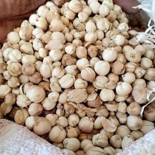 

Kapulaga lokal 1kg / Cardamom White / Cardamon White / Kapolaga