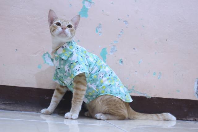 Kemeja hijau motif kambing lucu untuk kucing dan anjing / baju kucing murah size S M L XL