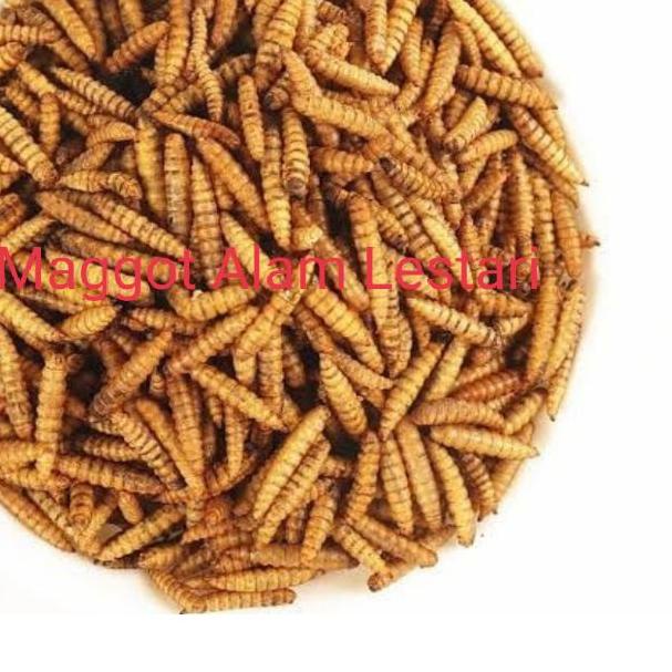 ➽ Maggot kering Grade A 1kg magot kering Non Limbah Sampah ☏