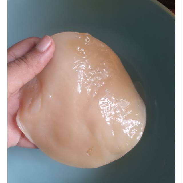 

Scoby Kombucha A Grade