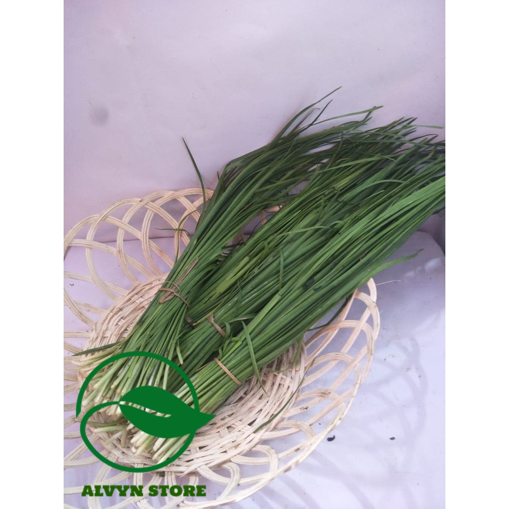 

DAUN KUCAI