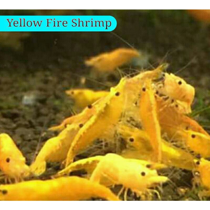 

Udang yellow fire