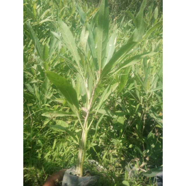 BIBIT TABEBUYA BIBIT SAKURA TROPIS BIBIT TABEBUYA KUNGING BUNGA TABEBUYA BUNGA SAKURA TROPIS