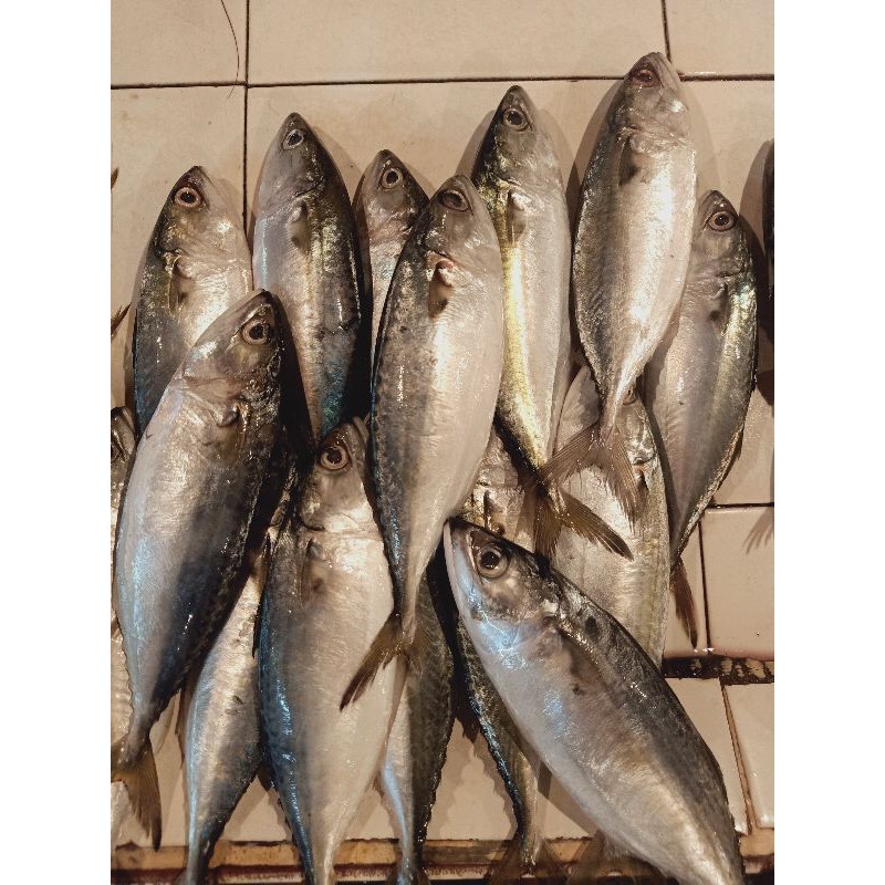 

Ikan Kembung / Ikan Kembung Banjar Fresh isi 4-5 (500g)