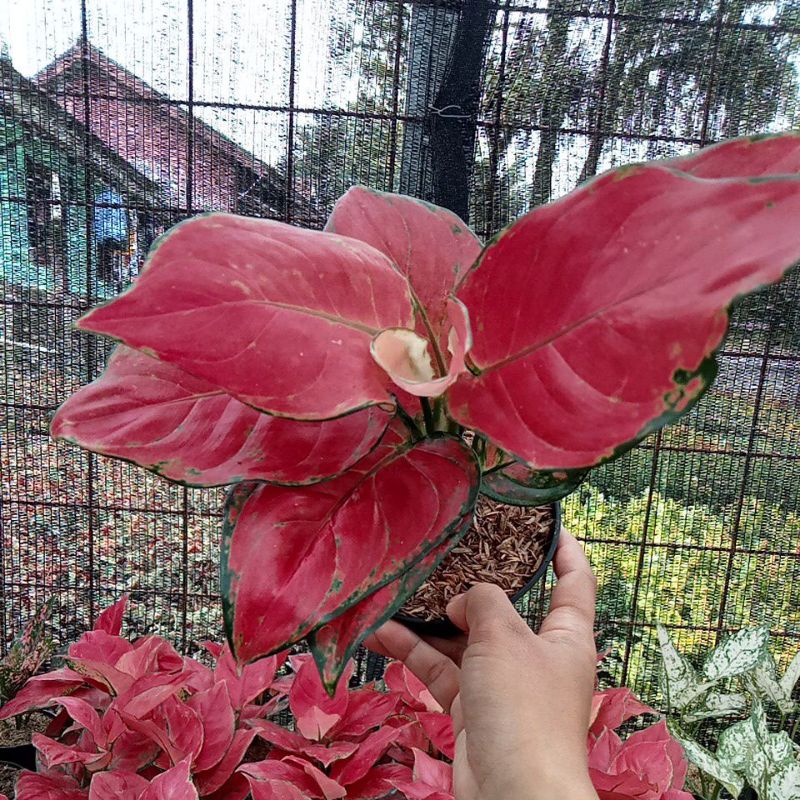 Aglonema Red Anjamani Jumbo