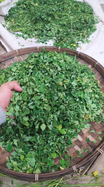 

Teh herbal Daun kelor kering tanpa batang . Moringa oliefera / daun herbal .