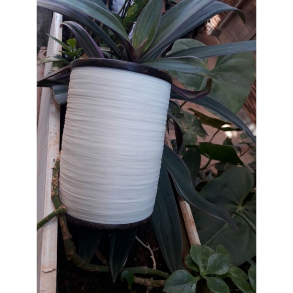 gelasan salatin air asli garut non Lable