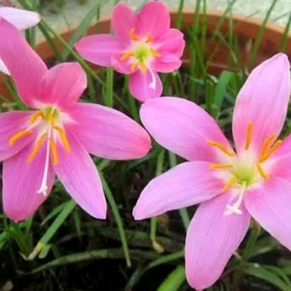 Tanaman hias bunga lily hujan pink