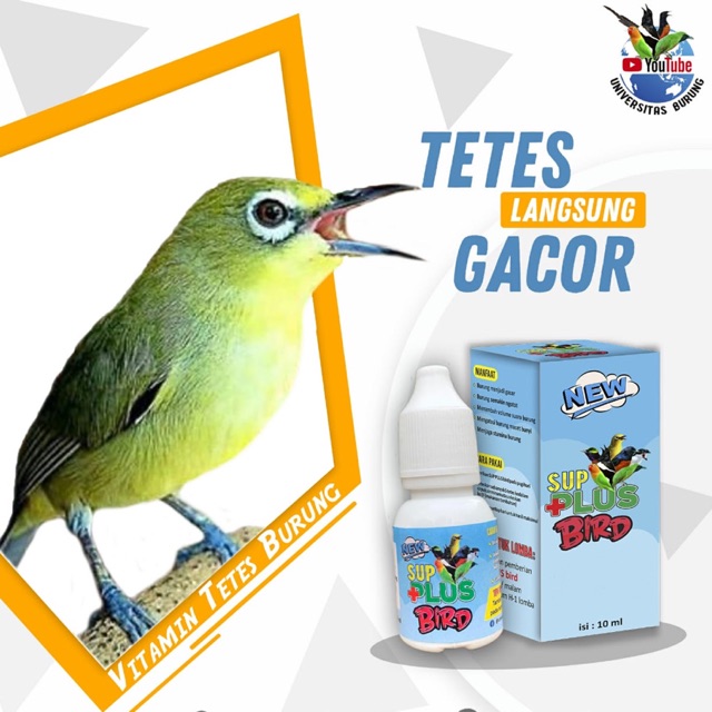 Vitamin Burung Pleci Sup Plus Bird Vitamin Burung Gacor Shopee Indonesia