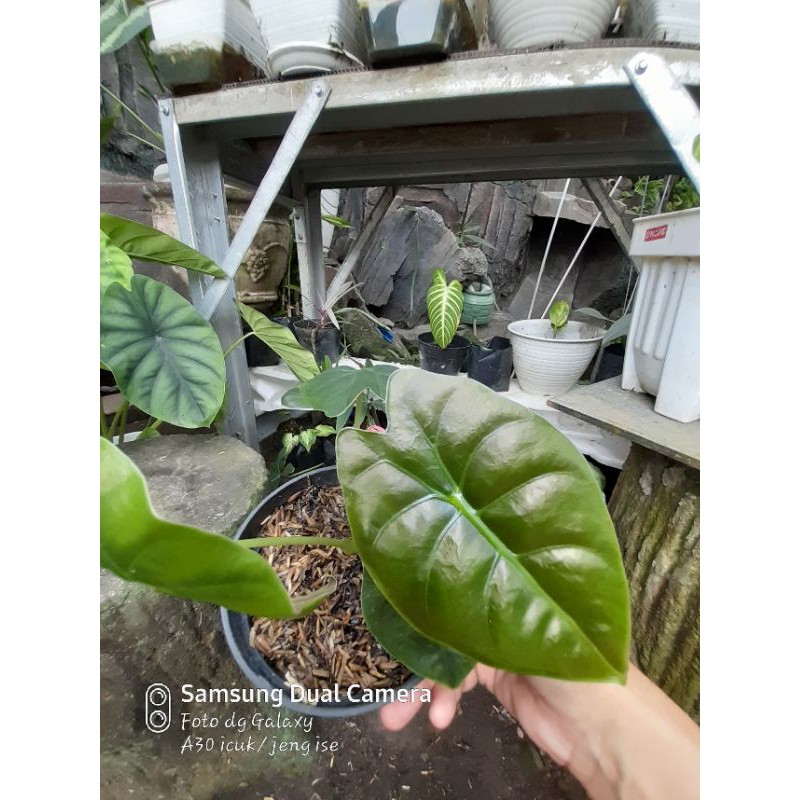 alocasia Golden bone
