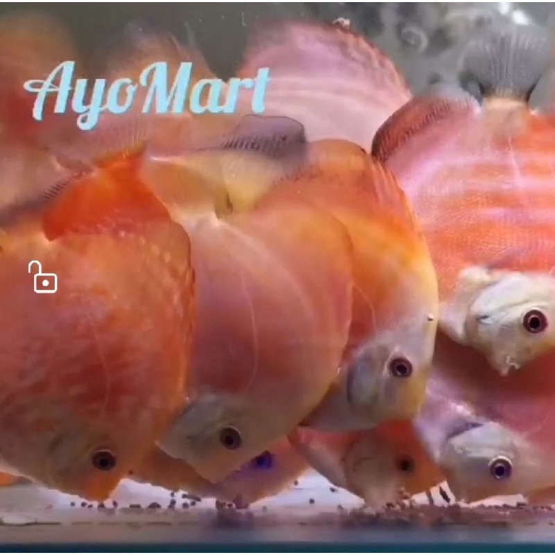 Paket ikan hias Discus varian RM Red Melon ukuran 3 inch up menuju ke 4 inch