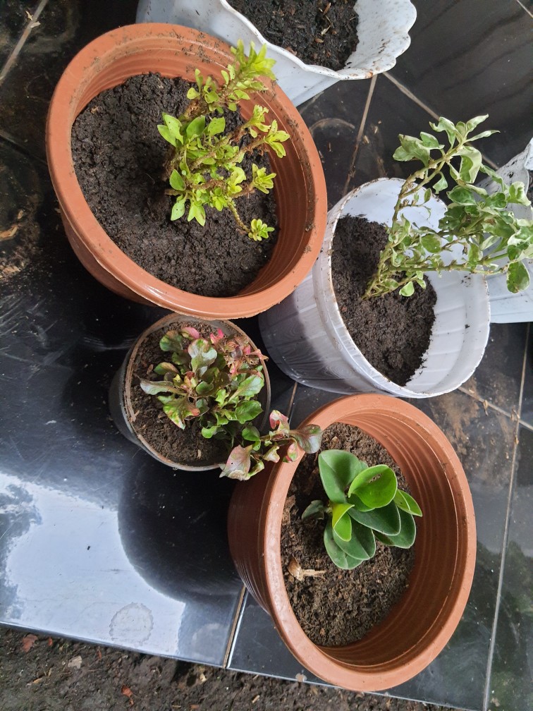 Murah  Tanaman Hias Monstera Philodendrum - Philo Jari - Monstera Philo Jari