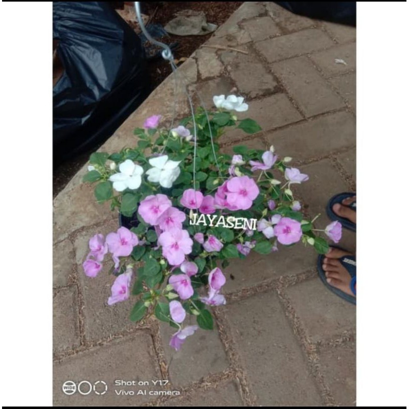 TANAMAN HIAS BUNGA PACAR AIR GANTUNG/TANAMAN GANTUNG