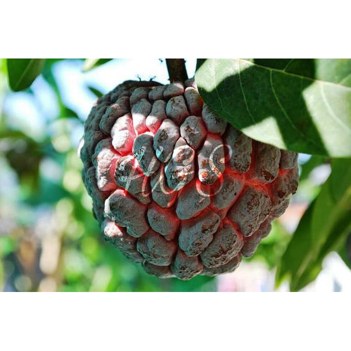 BIBIT TANAMAN BUAH SRIKAYA MERAH SUPER