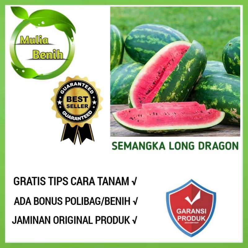 Isi 4 Biji - Benih Semangka Lonjong LONG DRAGON F1 - Bibit Buah Buahan Semangka Panjang Semangka