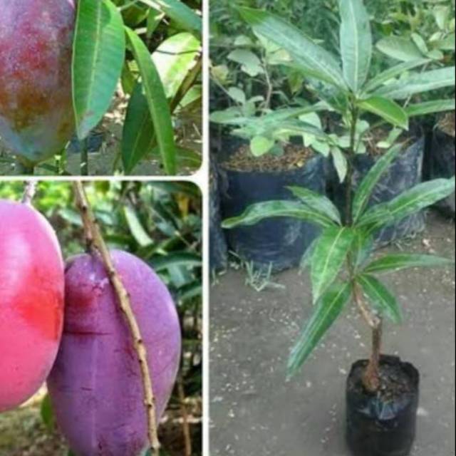 Bibit Mangga Ungu