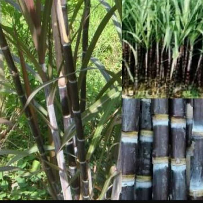 Tebu hitam/Wulung obat kanker payudara dan diabetes