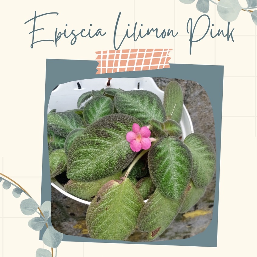 Episcia Lilimon Bunga Pink Tanaman Hias Episcia lilimon Bunga Gantung Episcia Lilimon Bunga Pink